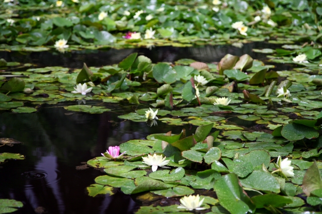 Lily pads at Jardin Majorelle.